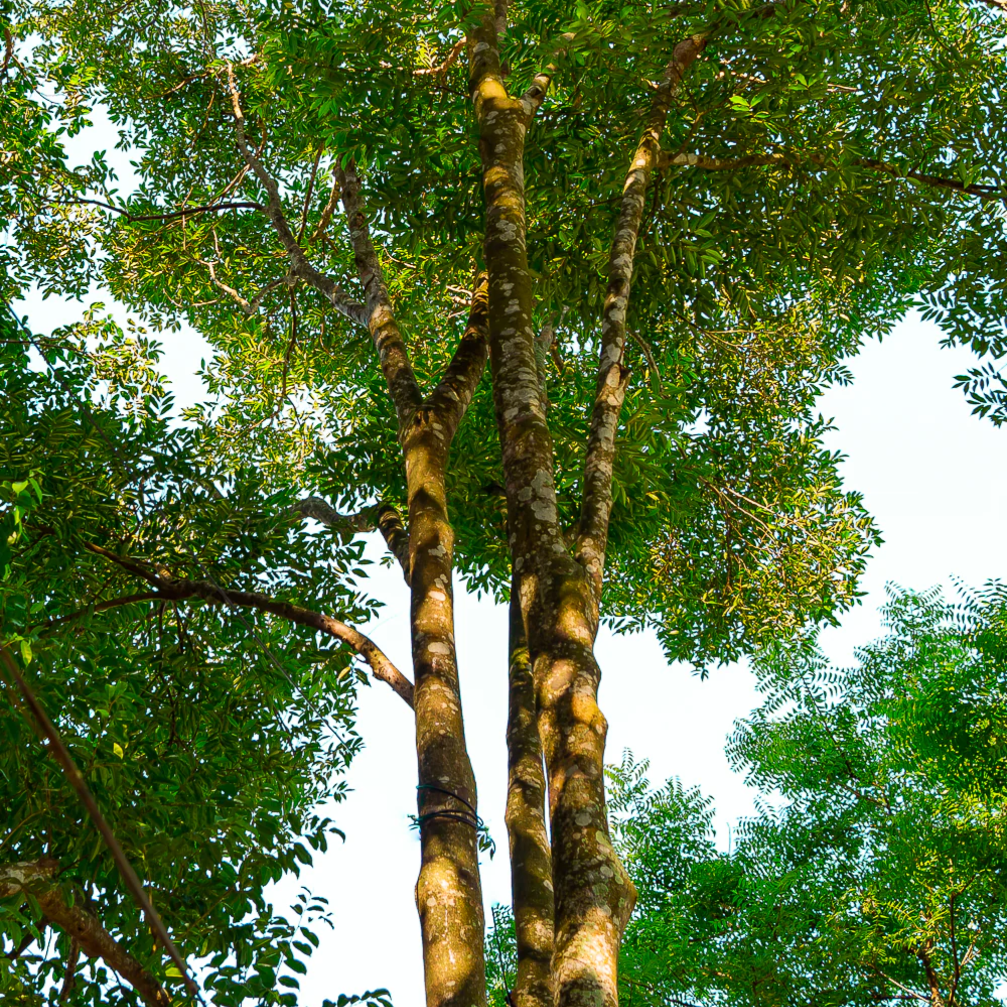 Agarwood