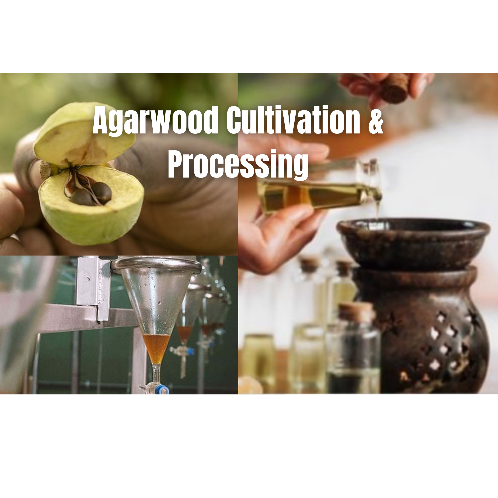 Agarwood Plantation