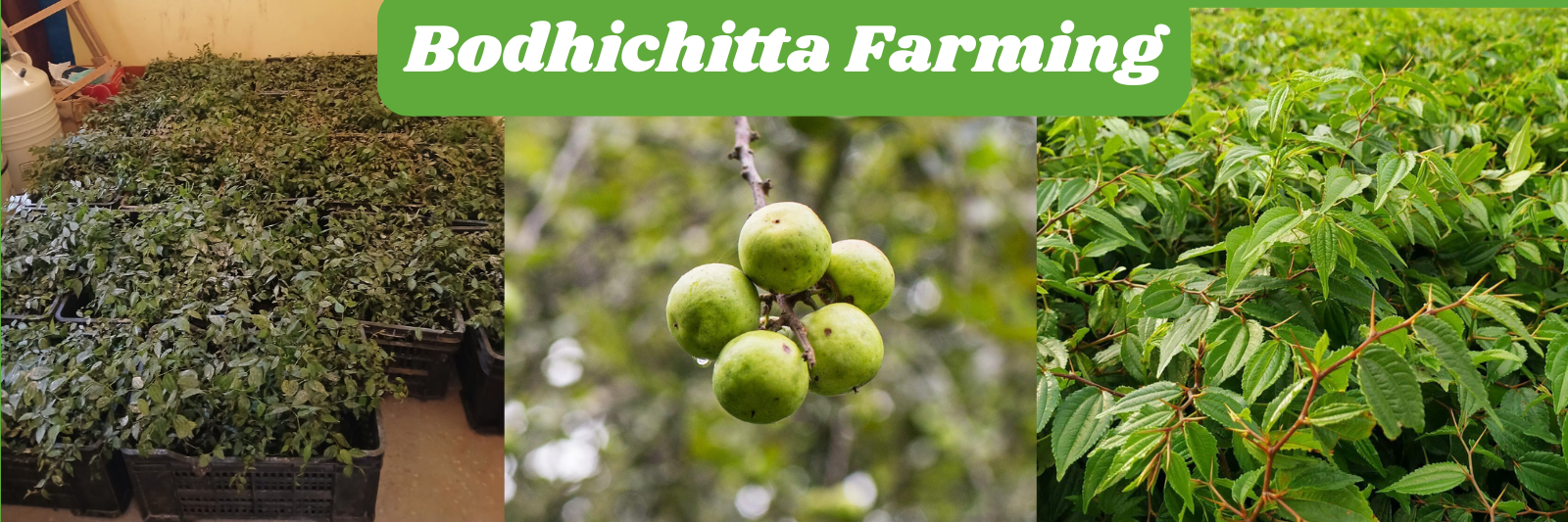 Bodhichitta Farming