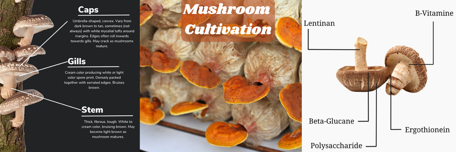 Mushroom Cultivation